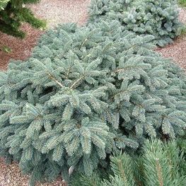 Ель обыкновенная Вальдбрунд (Waldbrund)