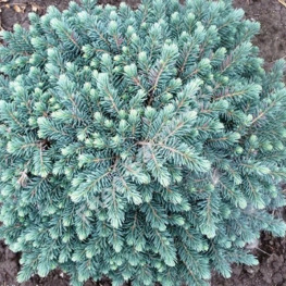 Ель обыкновенная Вальдбрунд (Waldbrund)