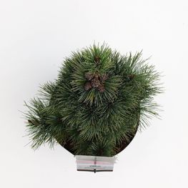 Ель обыкновенная Пумила Глаука (Pumila Glauca)