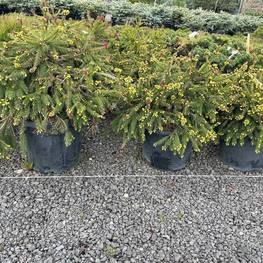 Ель обыкновенная Пуш (Push)