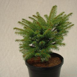 Ель обыкновенная Брабант (Brabant)