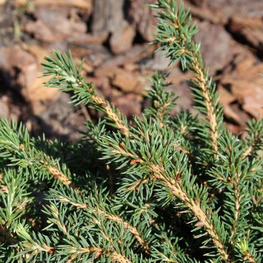 Ель обыкновенная Брабант (Brabant)