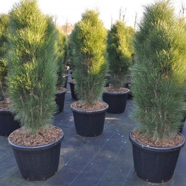 Сосна черная Грин Тауер (Green Tower)