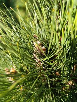 Сосна черная Грин Тауер (Green Tower)