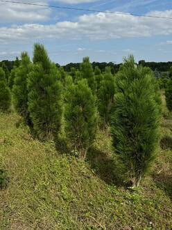 Сосна черная Грин Тауер (Green Tower)