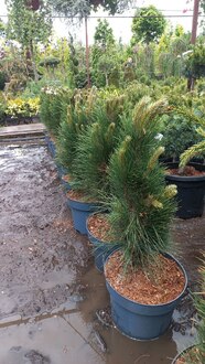 Сосна черная Грин Тауер (Green Tower)