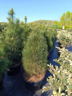 Сосна черная Грин Тауер (Green Tower)