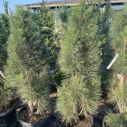 Сосна черная Грин Тауер (Green Tower)