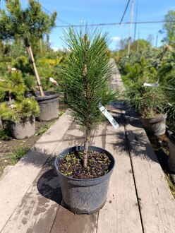 Сосна черная Грин Тауер (Green Tower)