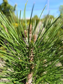 Сосна черная Грин Тауер (Green Tower)