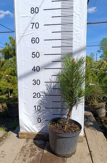 Сосна черная Грин Тауер (Green Tower)