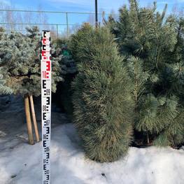 Сосна черная Грин Тауер (Green Tower)