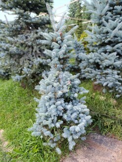 Ель колючая Монтгомери (Montgomery)