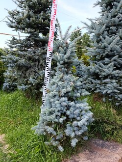 Ель колючая Монтгомери (Montgomery)