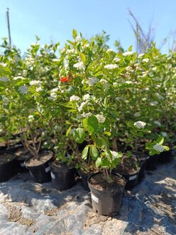 Арония черноплодная (Aronia melanocarpa)