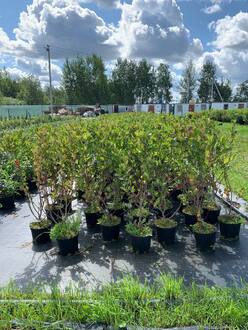 Арония черноплодная (Aronia melanocarpa)