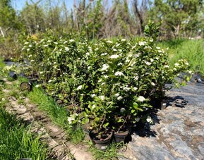 Арония черноплодная (Aronia melanocarpa)