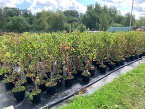 Арония черноплодная (Aronia melanocarpa)