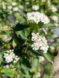 Арония черноплодная (Aronia melanocarpa)