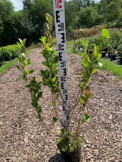 Арония черноплодная (Aronia melanocarpa)