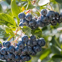 Арония черноплодная Эстланд (Eastland)