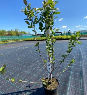 Арония черноплодная Хугин (Hugin)