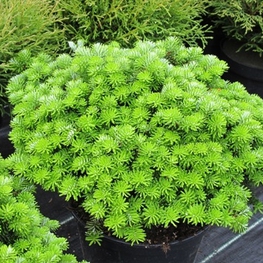 Пихта корейская Бриллиант (Brillant)