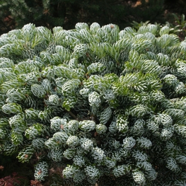 Пихта корейская Когоутс Айсбрекер (Kohout's Icebreaker)