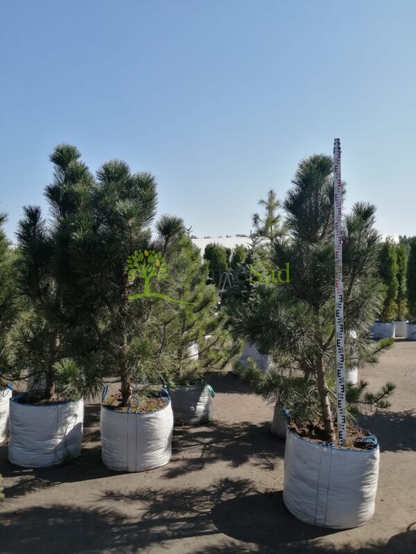 Сосна черная Пирамидалис (Pyramidalis)