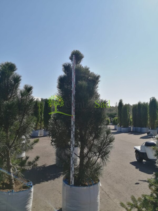 Сосна черная Пирамидалис (Pyramidalis)