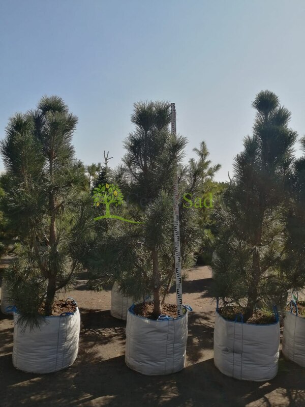 Сосна черная Пирамидалис (Pyramidalis)