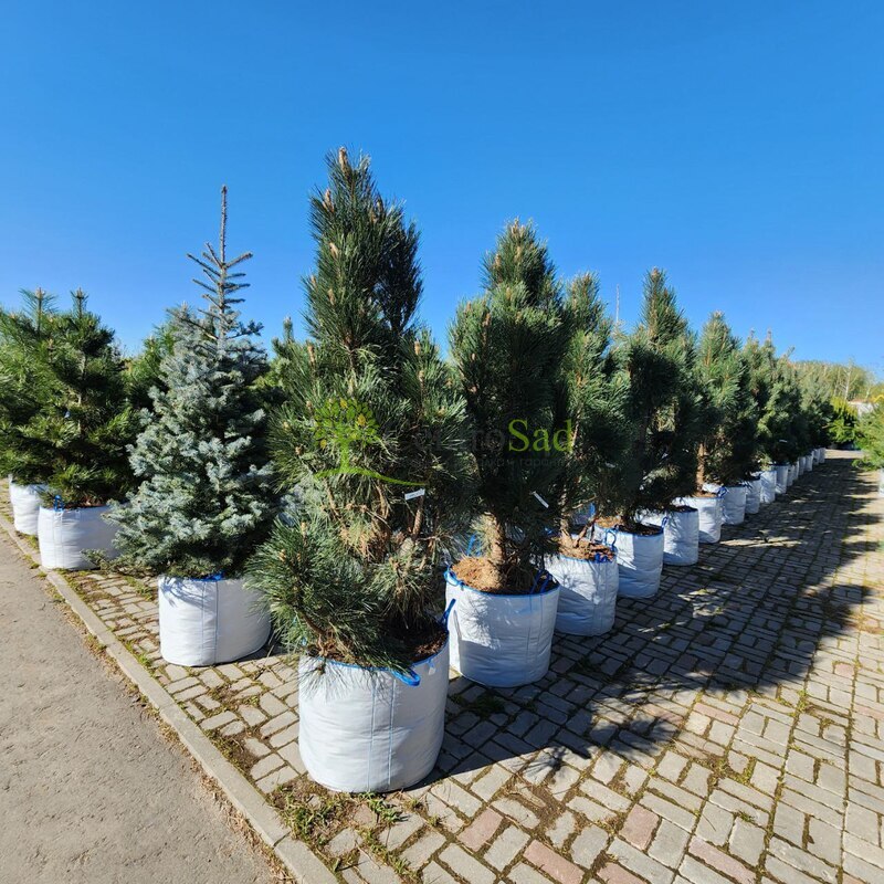 Сосна черная Пирамидалис (Pyramidalis)