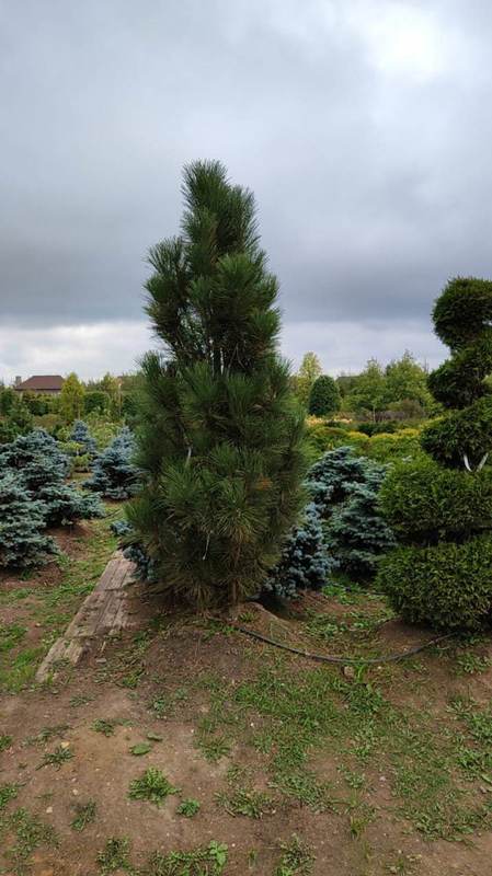 Сосна черная Пирамидалис (Pyramidalis)