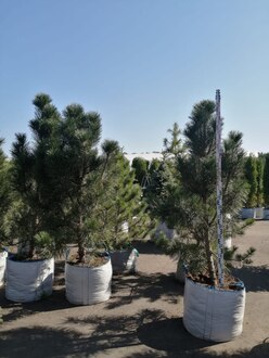 Сосна черная Пирамидалис (Pyramidalis)