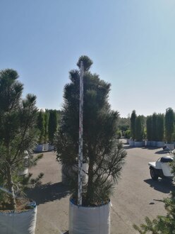 Сосна черная Пирамидалис (Pyramidalis)