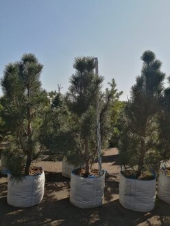 Сосна черная Пирамидалис (Pyramidalis)