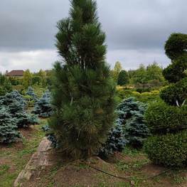 Сосна черная Пирамидалис (Pyramidalis)