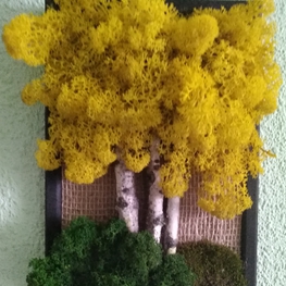 Мох крашеный