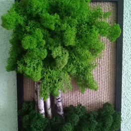 Мох крашеный