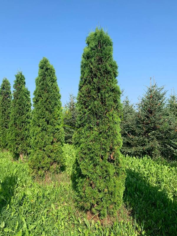 Туя западная Малониана (Malonyana)