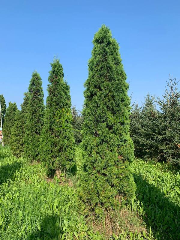 Туя западная Малониана (Malonyana)