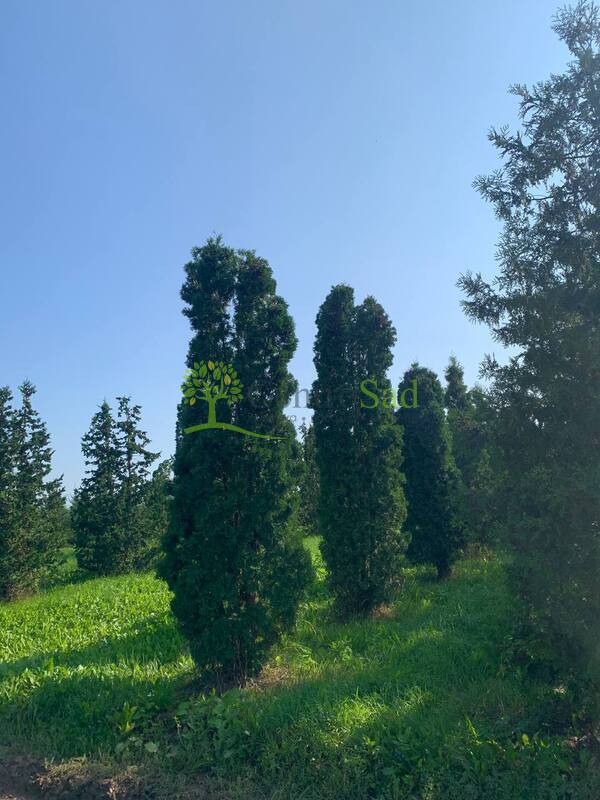 Туя западная Малониана (Malonyana)