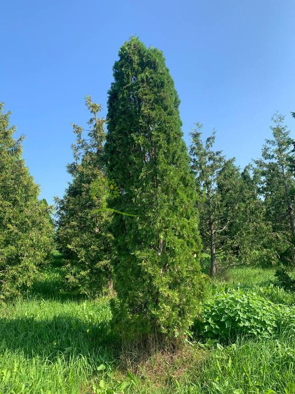 Туя западная Малониана (Malonyana)
