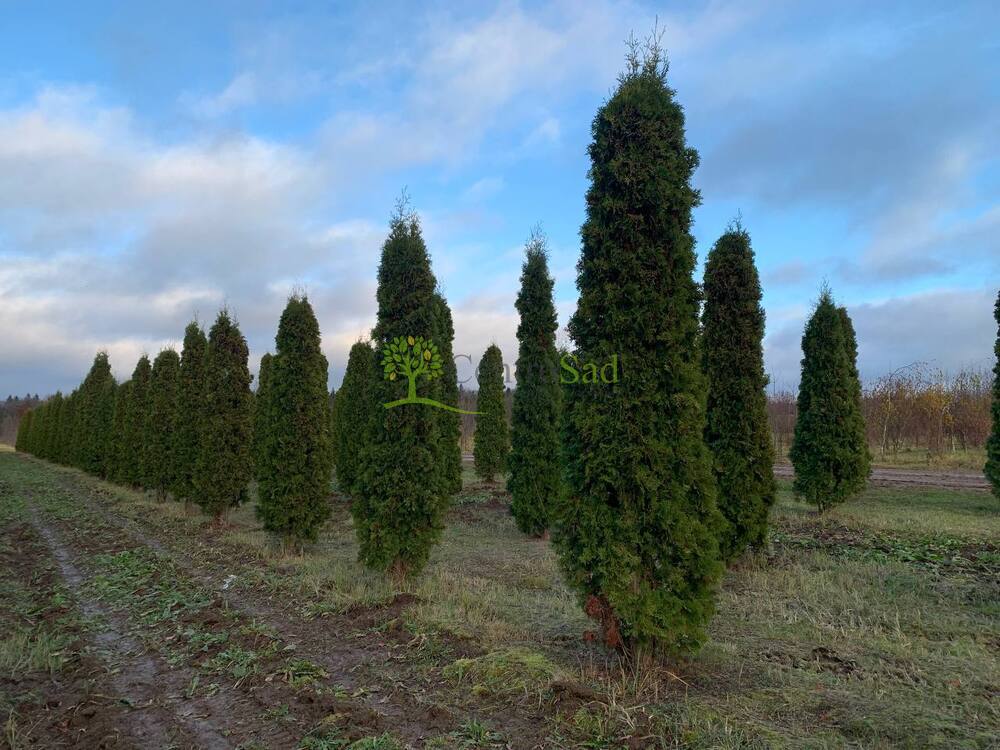 Туя западная Малониана (Malonyana)