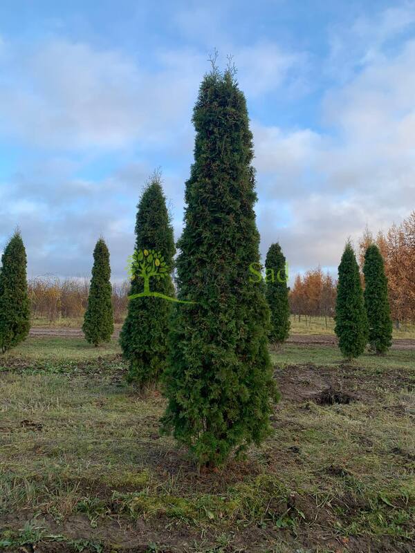 Туя западная Малониана (Malonyana)