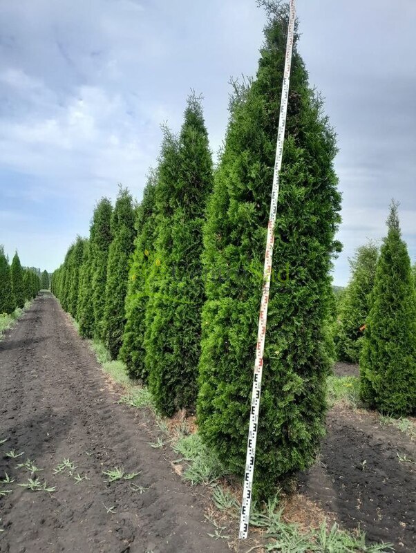 Туя западная Малониана (Malonyana)