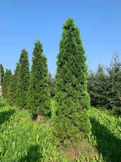 Туя западная Малониана (Malonyana)