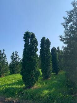 Туя западная Малониана (Malonyana)