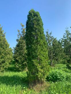 Туя западная Малониана (Malonyana)