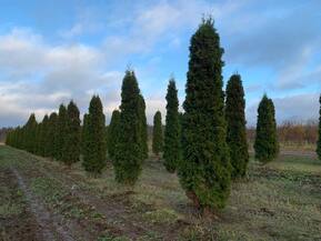 Туя западная Малониана (Malonyana)
